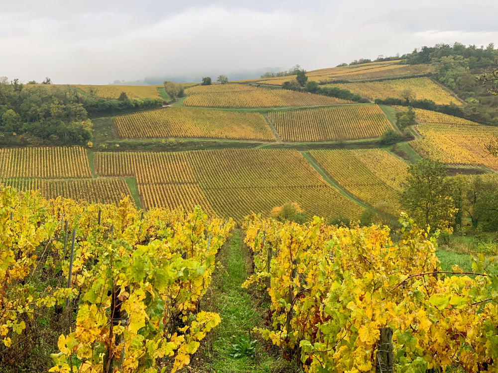 Domaine de la Verpaille vineyard