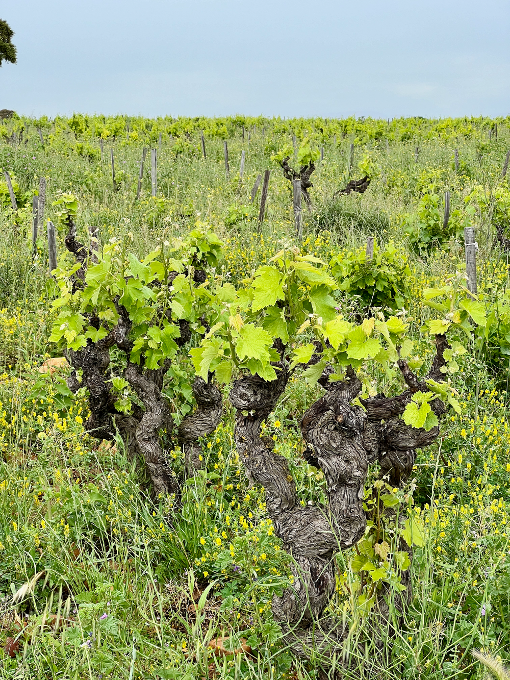 Domaine de Villeneuve vineyard