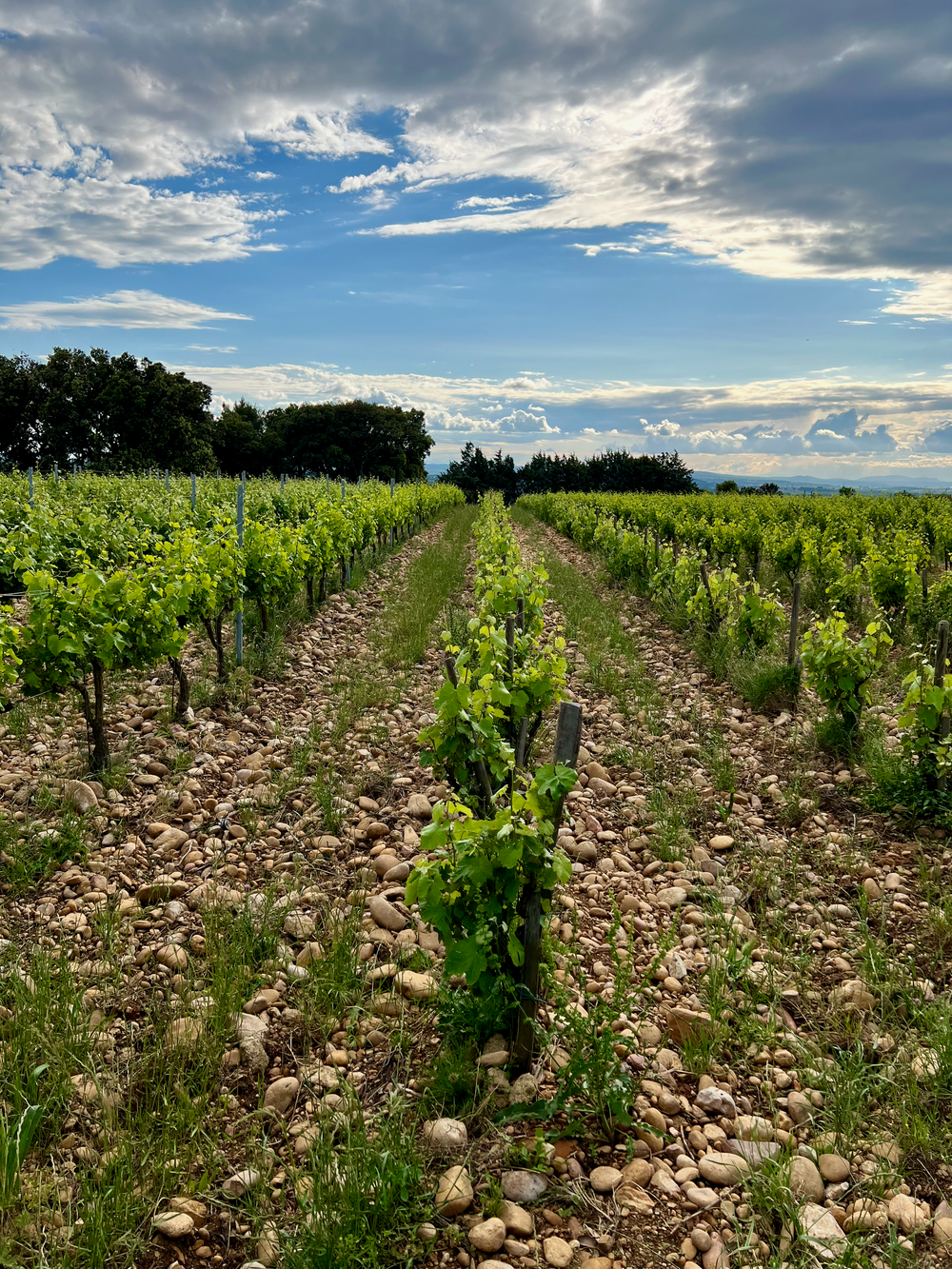 Rhône Méridionale (Southern) vineyards