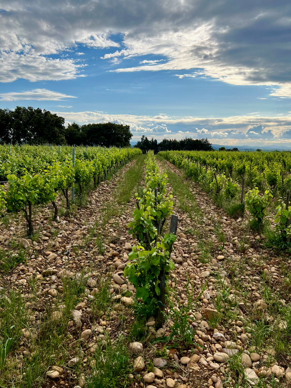 Rhône Méridionale (Southern)