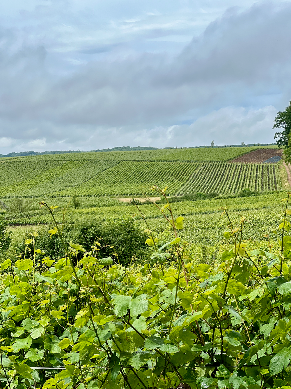 Vallée de la Marne vineyards