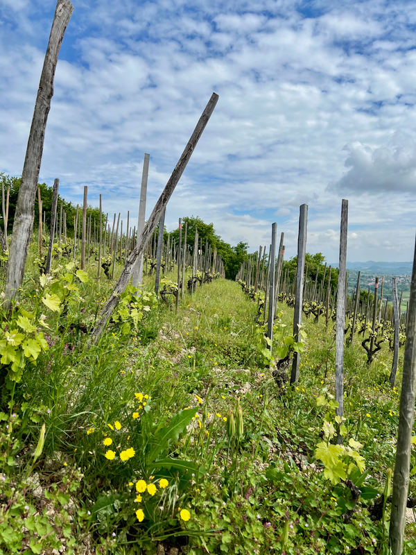 Rhône Septentrionale (Northen)