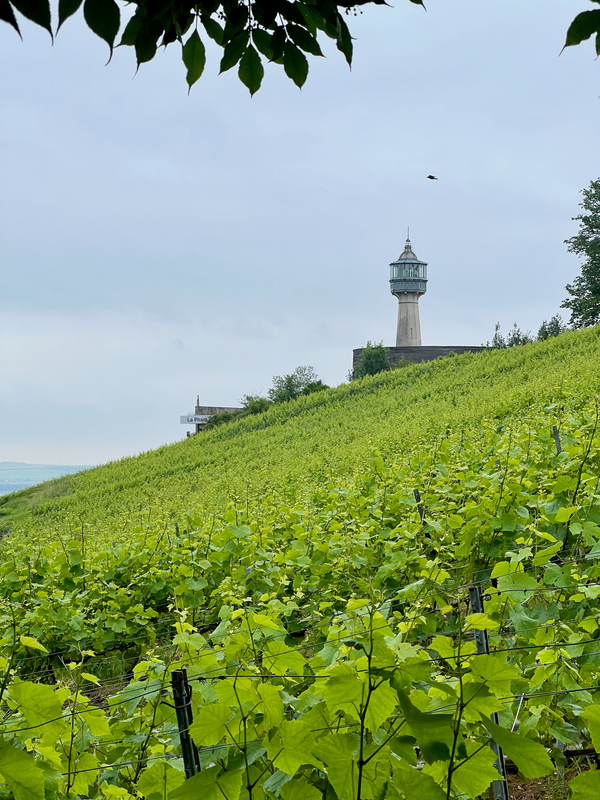 Montagne de Reims