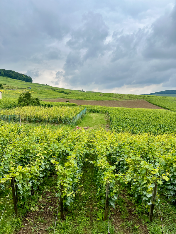 Côte des Blancs