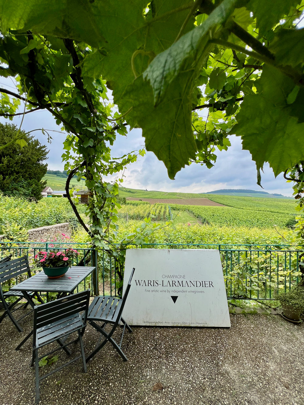 Waris-Larmandier vineyard