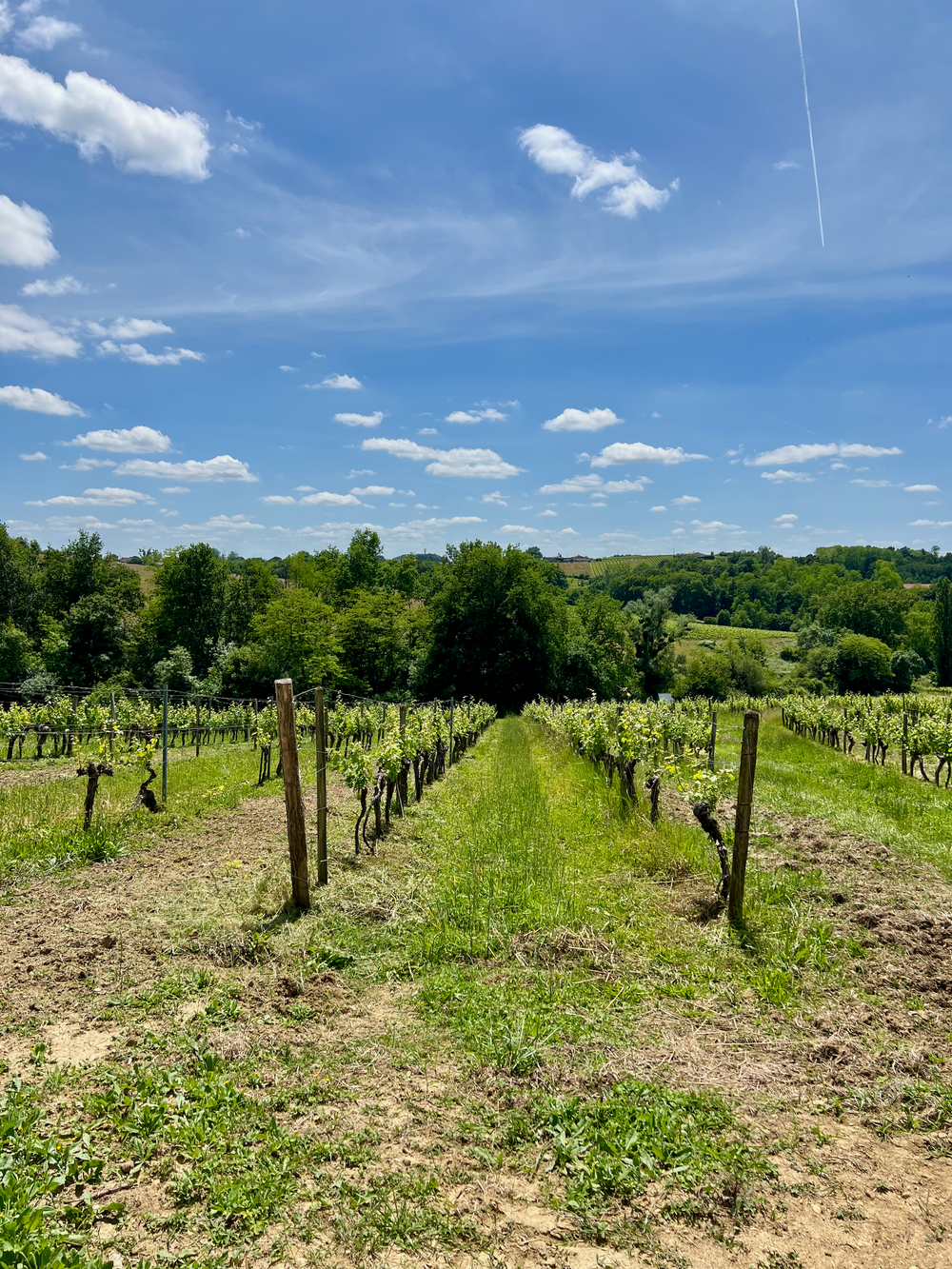 Domaine Mélandi vineyard