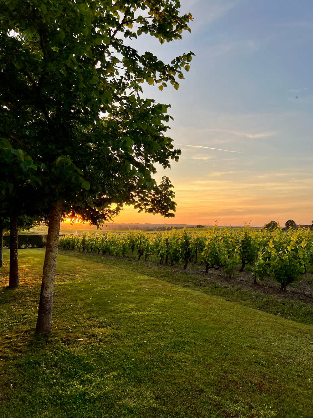 Morning mist over Sauternes vines