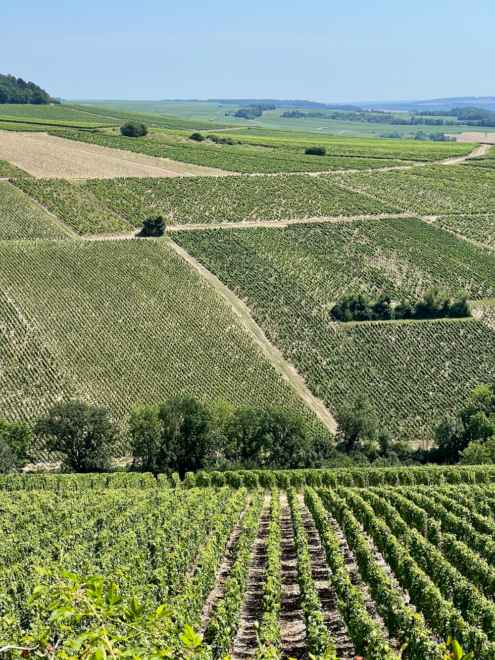 Chablis vineyards