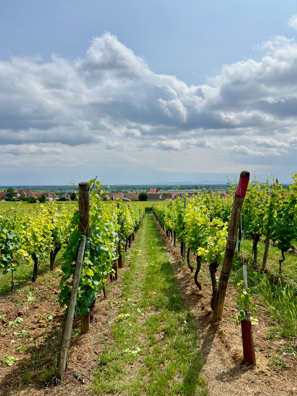 Steep Vosges-foothill vineyards above a half-timbered village