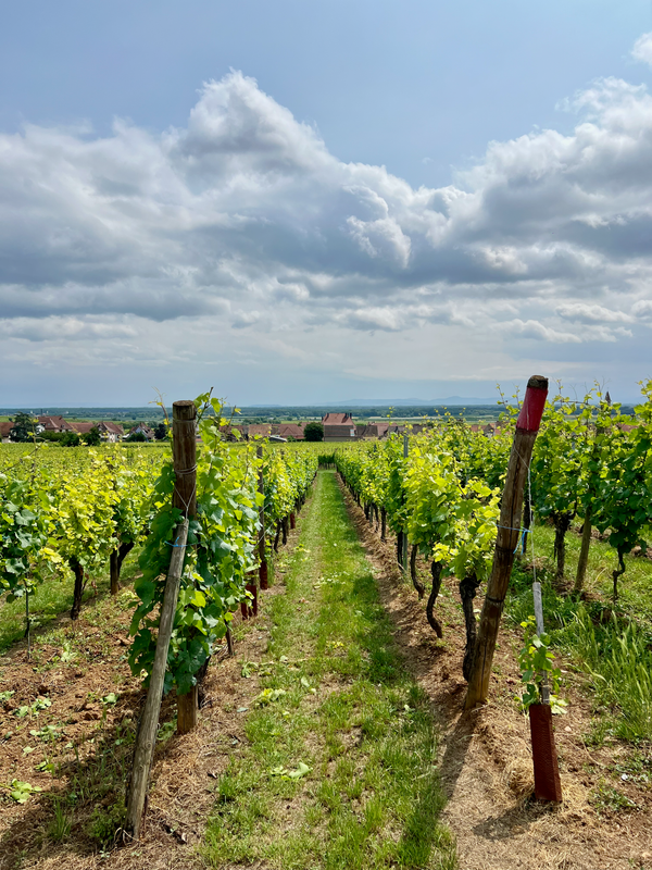 Alsace