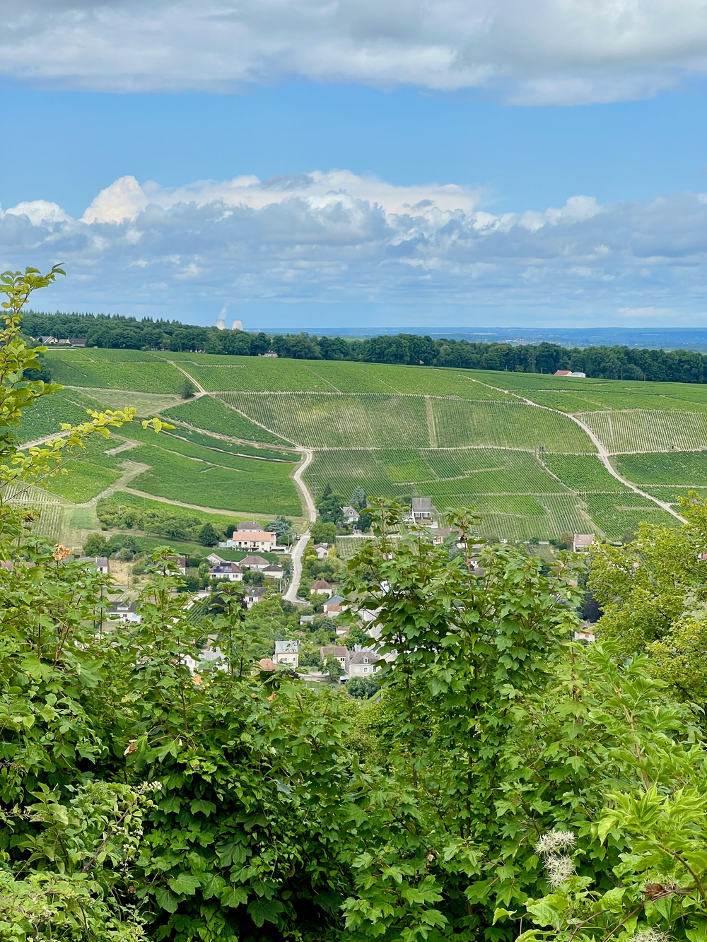 Flinty slopes below the hilltop town of Sancerre