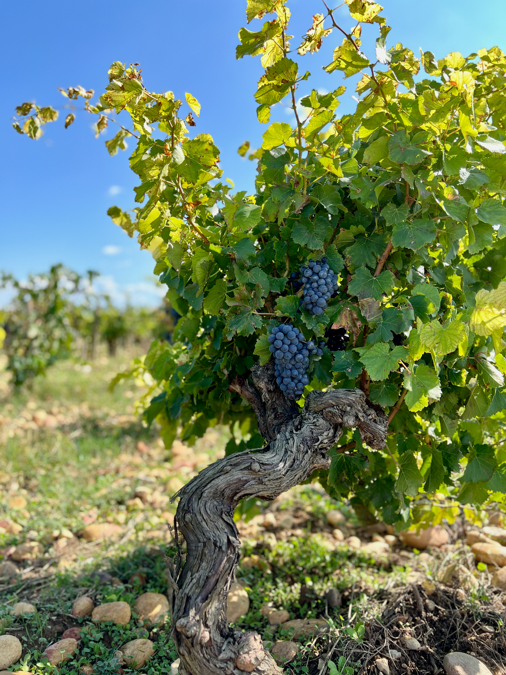 Galevan vineyard