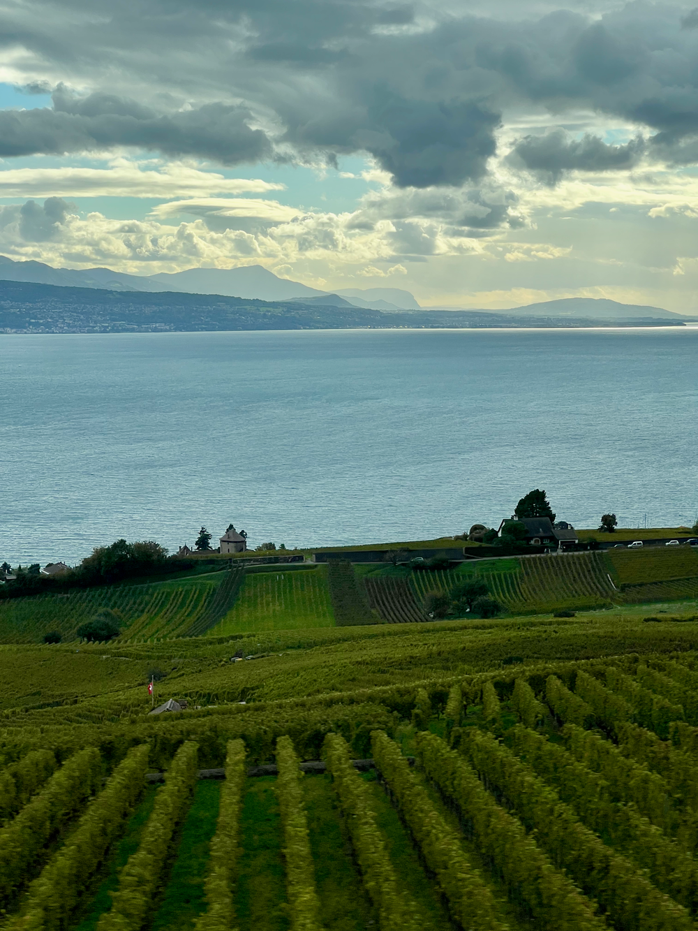 Lakeside Pinot Noir vines near Neuchâtel
