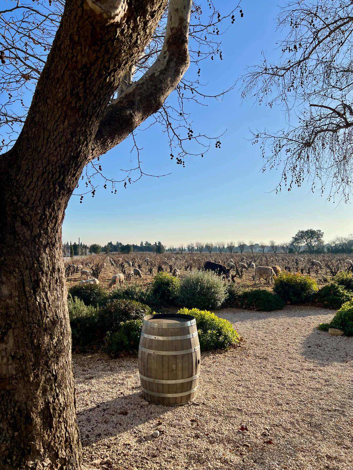 Bois d'Arlène cellar