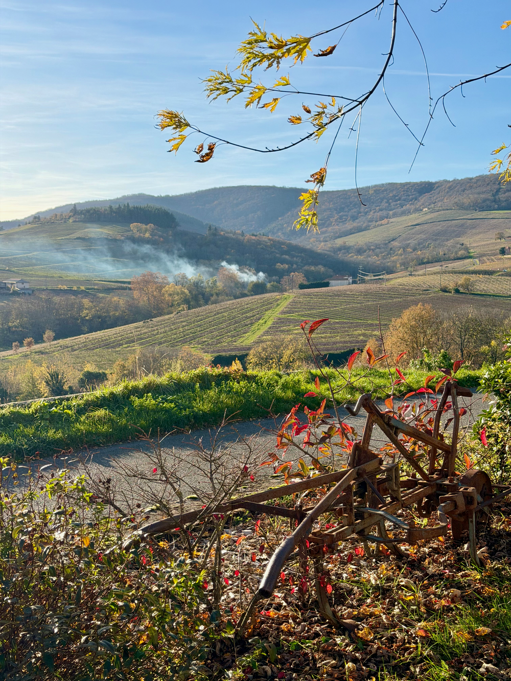 Beaujolais vineyards