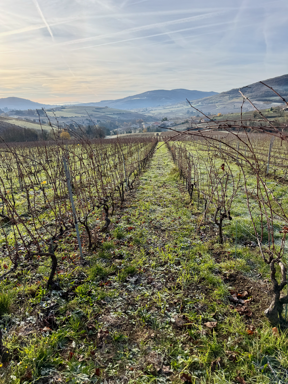 Frédéric Berne vineyard