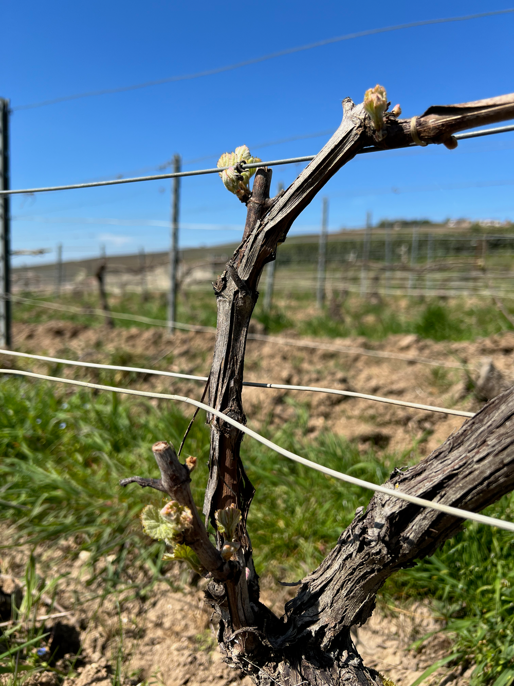 Yves Ruffin & Fils vineyard