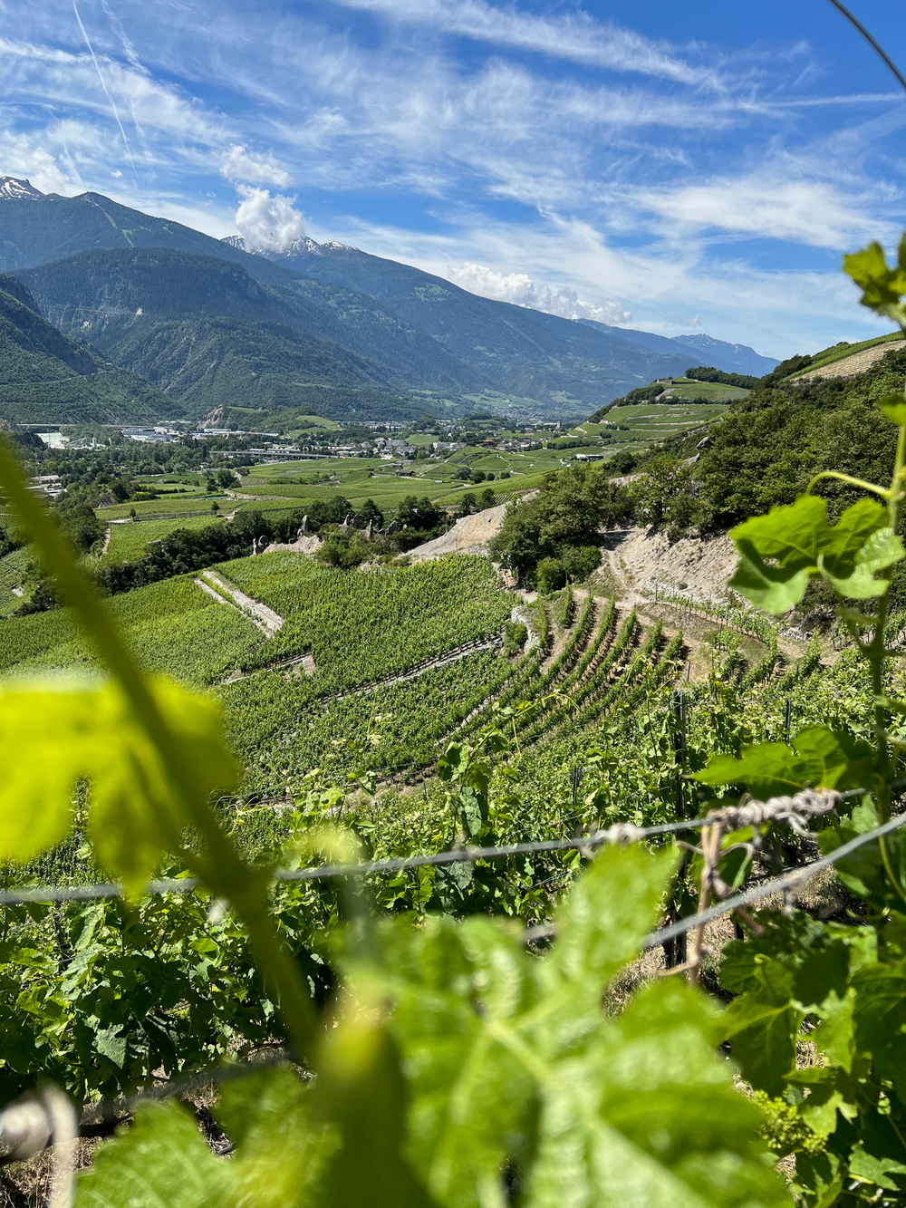 Terraced vineyards climbing the Rhône valley walls