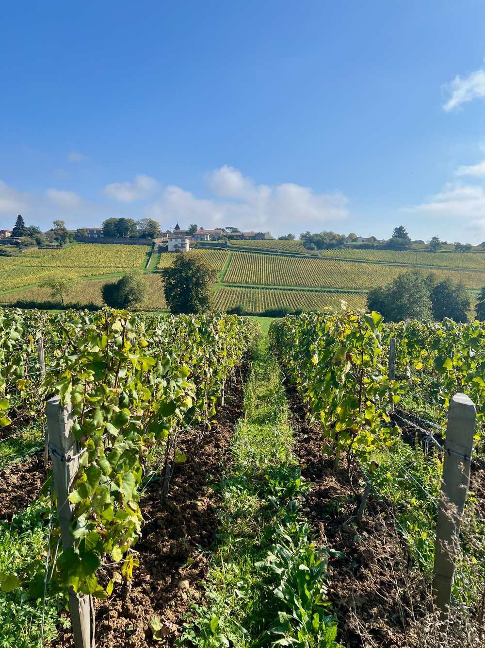 Château de Lavernette vineyard