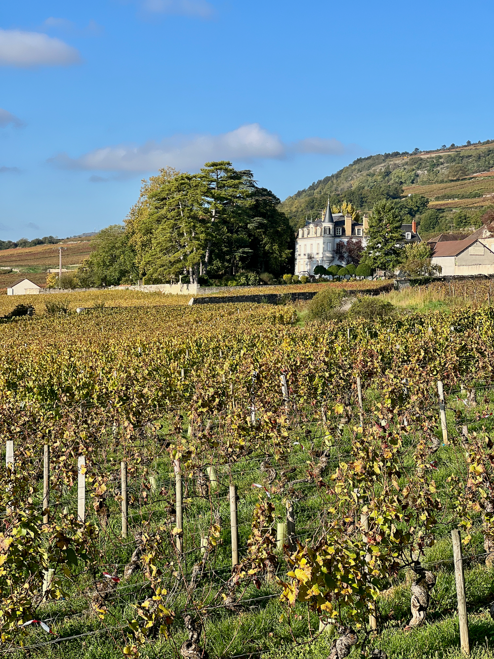 Chapelle & Fils vineyard