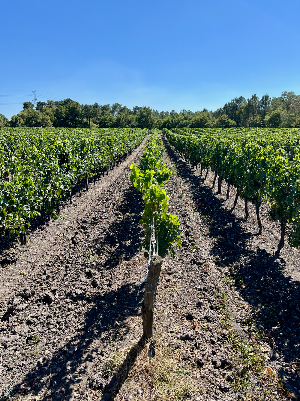 Rive Gauche (Médoc & Graves) vineyards