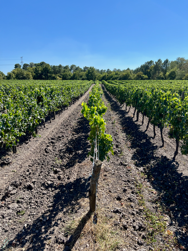 Rive Gauche (Médoc & Graves)